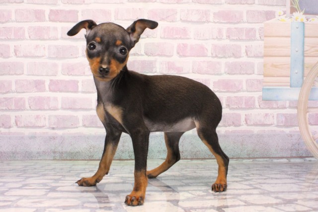 奈良県のミニチュアピンシャー (Coo&RIKU奈良新庄店/2025年10月10日生まれ/女の子/ブラックタン)の子犬の3枚目の画像