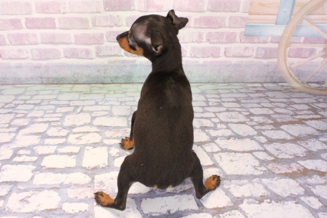 奈良県のミニチュアピンシャー (Coo&RIKU奈良新庄店/2025年10月10日生まれ/女の子/ブラックタン)の子犬の4枚目の画像