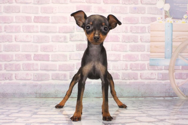 兵庫県のミニチュアピンシャー (Coo&RIKU尼崎店/2025年10月10日生まれ/女の子/ブラックタン)の子犬の1枚目の画像