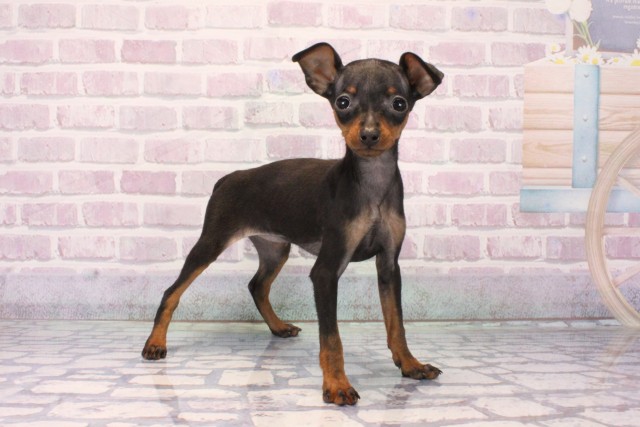 兵庫県のミニチュアピンシャー (Coo&RIKU尼崎店/2025年10月10日生まれ/女の子/ブラックタン)の子犬の2枚目の画像