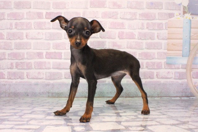 兵庫県のミニチュアピンシャー (Coo&RIKU尼崎店/2025年10月10日生まれ/女の子/ブラックタン)の子犬の3枚目の画像