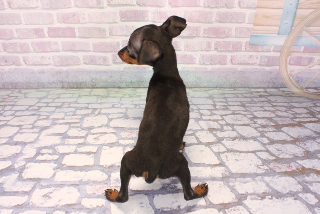 兵庫県のミニチュアピンシャー (Coo&RIKU尼崎店/2025年10月10日生まれ/女の子/ブラックタン)の子犬の4枚目の画像