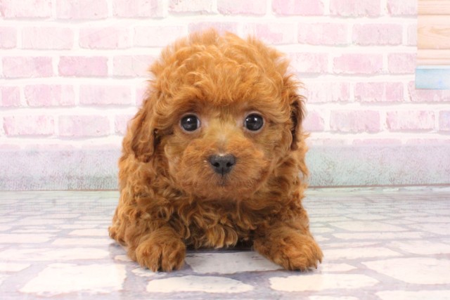 兵庫県のトイプードル(トイ) (Coo&RIKU丹波店/2025年10月11日生まれ/女の子/レッド)の子犬