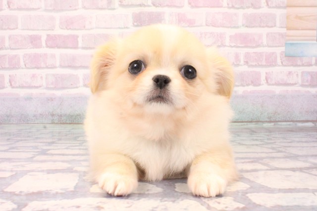 京都府のチワペキ/ペキチー/ペキチワ(チワワ×ペキニーズ) (Coo&RIKU京都河原町店/2025年10月11日生まれ/男の子/クリーム)の子犬