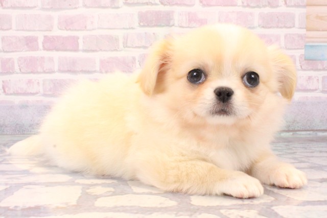 京都府のチワペキ/ペキチー/ペキチワ(チワワ×ペキニーズ) (Coo&RIKU京都河原町店/2025年10月11日生まれ/男の子/クリーム)の子犬の2枚目の画像