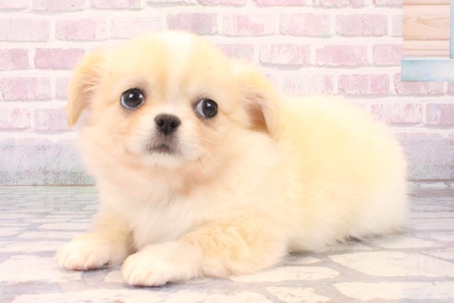 京都府のチワペキ/ペキチー/ペキチワ(チワワ×ペキニーズ) (Coo&RIKU京都河原町店/2025年10月11日生まれ/男の子/クリーム)の子犬の3枚目の画像