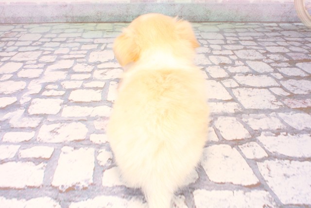 京都府のチワペキ/ペキチー/ペキチワ(チワワ×ペキニーズ) (Coo&RIKU京都河原町店/2025年10月11日生まれ/男の子/クリーム)の子犬の4枚目の画像