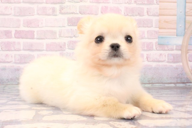 大阪府のチワペキ/ペキチー/ペキチワ(チワワ×ペキニーズ) (Coo&RIKU天王寺店/2025年10月11日生まれ/男の子/クリーム)の子犬の2枚目の画像