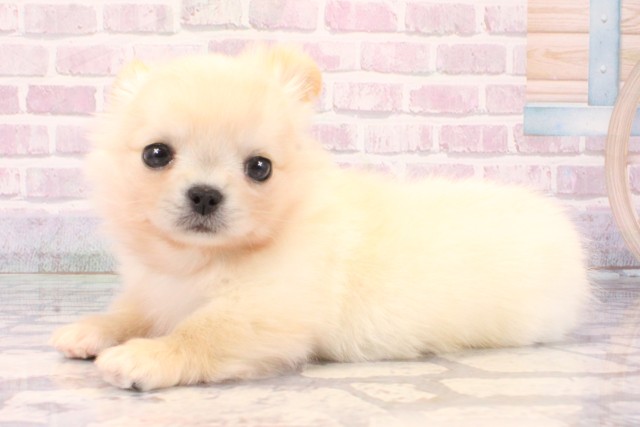 大阪府のチワペキ/ペキチー/ペキチワ(チワワ×ペキニーズ) (Coo&RIKU天王寺店/2025年10月11日生まれ/男の子/クリーム)の子犬の3枚目の画像