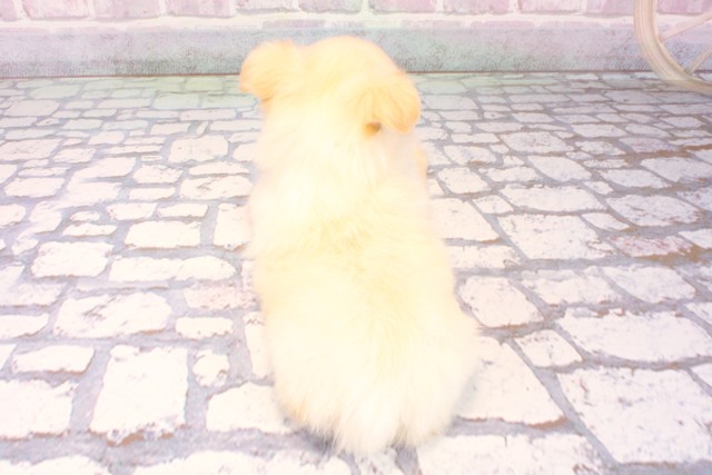 大阪府のチワペキ/ペキチー/ペキチワ(チワワ×ペキニーズ) (Coo&RIKU天王寺店/2025年10月11日生まれ/男の子/クリーム)の子犬の4枚目の画像