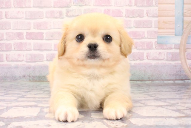 京都府のチワペキ/ペキチー/ペキチワ(チワワ×ペキニーズ) (Coo&RIKU京都店/2025年10月11日生まれ/男の子/クリーム)の子犬