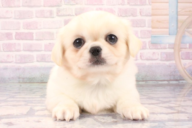 滋賀県のチワペキ/ペキチー/ペキチワ(チワワ×ペキニーズ) (Coo&RIKU長浜店/2025年10月11日生まれ/男の子/クリーム)の子犬の1枚目の画像