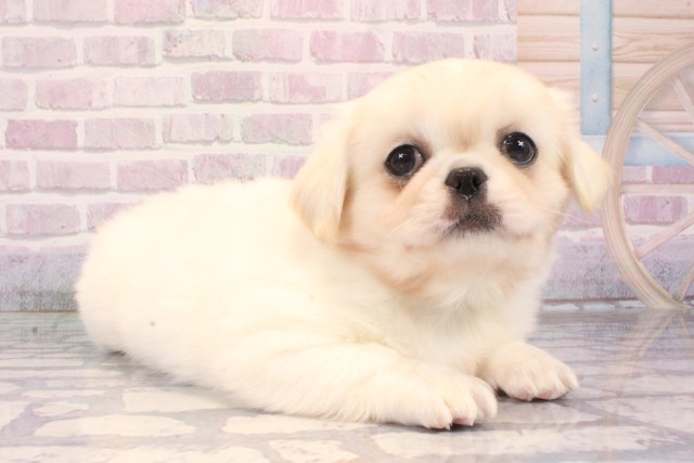 滋賀県のチワペキ/ペキチー/ペキチワ(チワワ×ペキニーズ) (Coo&RIKU長浜店/2025年10月11日生まれ/男の子/クリーム)の子犬の2枚目の画像