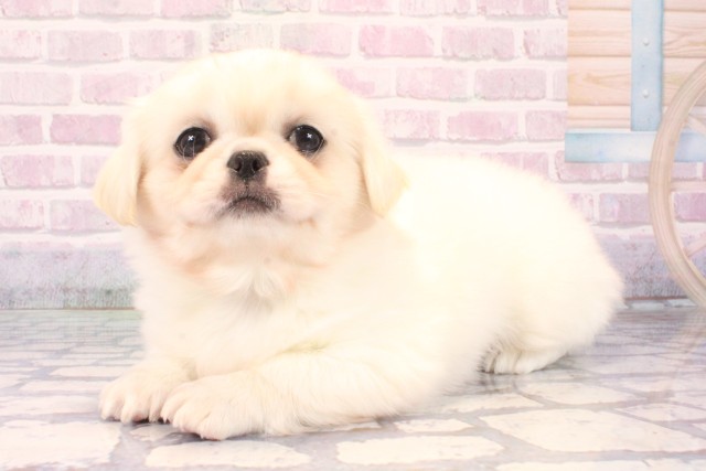 滋賀県のチワペキ/ペキチー/ペキチワ(チワワ×ペキニーズ) (Coo&RIKU長浜店/2025年10月11日生まれ/男の子/クリーム)の子犬の3枚目の画像