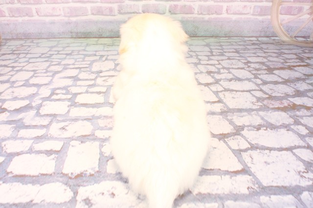 滋賀県のチワペキ/ペキチー/ペキチワ(チワワ×ペキニーズ) (Coo&RIKU長浜店/2025年10月11日生まれ/男の子/クリーム)の子犬の4枚目の画像