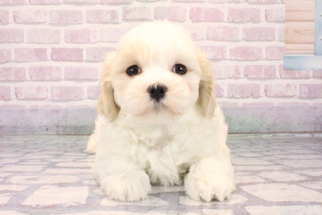 兵庫県のマルプー(マルチーズ×プードル) (Coo&RIKU神戸東灘店/2025年10月5日生まれ/男の子/ホワイト)の子犬