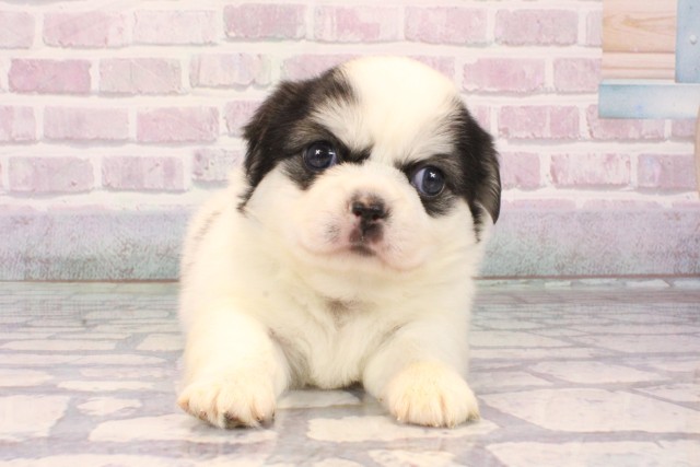 大阪府のチワペキ/ペキチー/ペキチワ(チワワ×ペキニーズ) (Coo&RIKU寝屋川店/2025年10月7日生まれ/男の子/トライカラー)の子犬の1枚目の画像