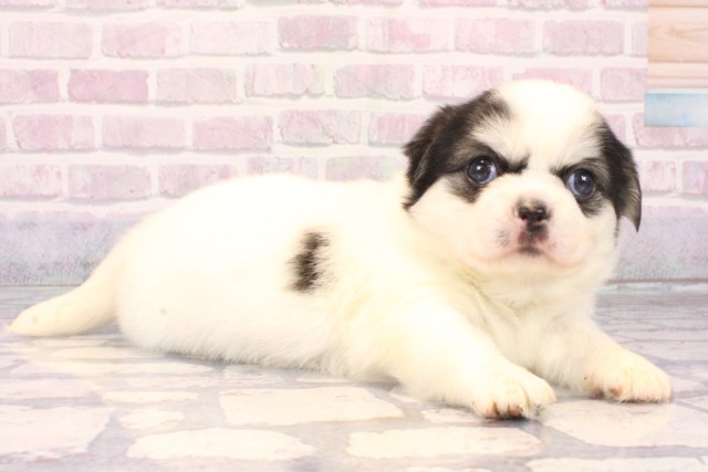 大阪府のチワペキ/ペキチー/ペキチワ(チワワ×ペキニーズ) (Coo&RIKU寝屋川店/2025年10月7日生まれ/男の子/トライカラー)の子犬の2枚目の画像