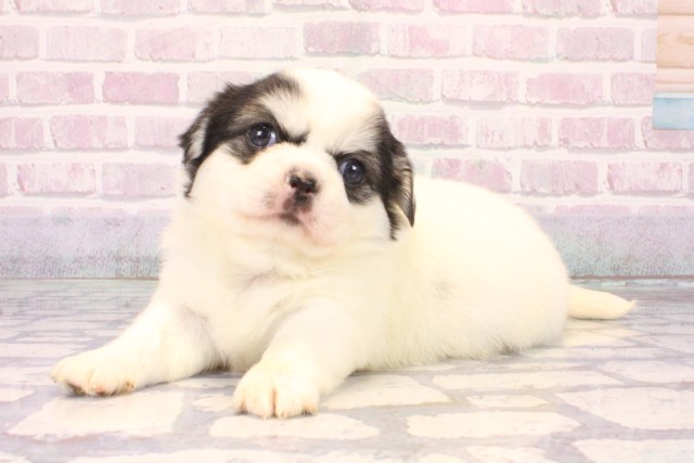 大阪府のチワペキ/ペキチー/ペキチワ(チワワ×ペキニーズ) (Coo&RIKU寝屋川店/2025年10月7日生まれ/男の子/トライカラー)の子犬の3枚目の画像