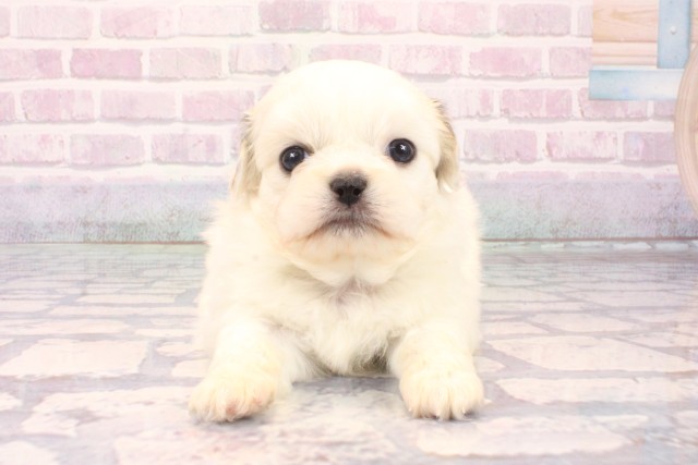 兵庫県のチワペキ/ペキチー/ペキチワ(チワワ×ペキニーズ) (Coo&RIKU神戸東灘店/2025年10月7日生まれ/男の子/クリーム)の子犬