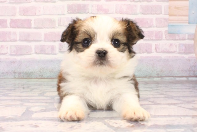 京都府のチワプー/プーチー(チワワ×プードル) (Coo&RIKU京都店/2025年10月9日生まれ/女の子/パーティーカラー)の子犬の1枚目の画像