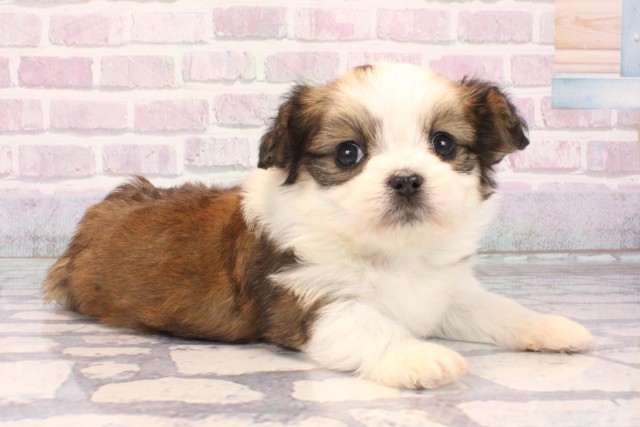 京都府のチワプー/プーチー(チワワ×プードル) (Coo&RIKU京都店/2025年10月9日生まれ/女の子/パーティーカラー)の子犬の2枚目の画像