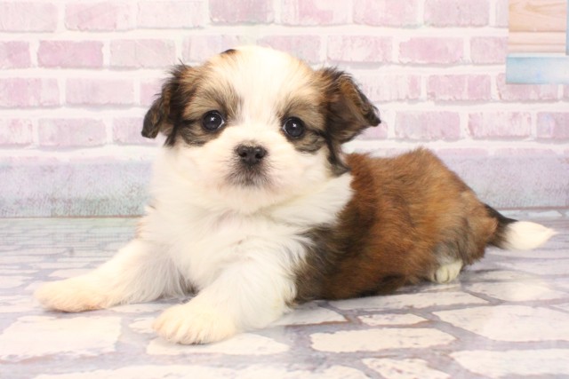 京都府のチワプー/プーチー(チワワ×プードル) (Coo&RIKU京都店/2025年10月9日生まれ/女の子/パーティーカラー)の子犬の3枚目の画像