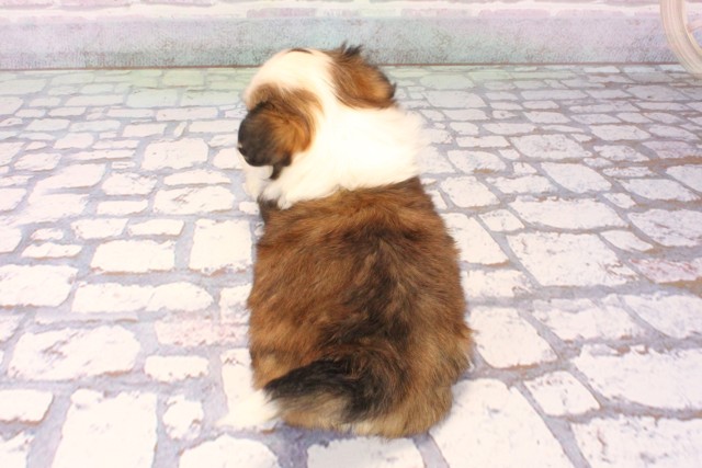 京都府のチワプー/プーチー(チワワ×プードル) (Coo&RIKU京都店/2025年10月9日生まれ/女の子/パーティーカラー)の子犬の4枚目の画像