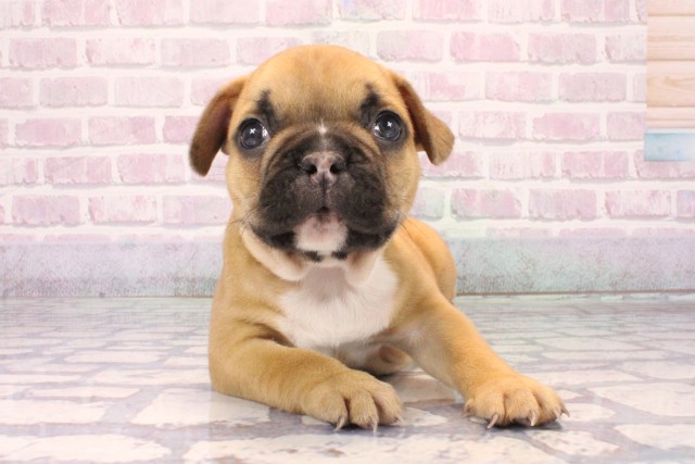 兵庫県のフレンチブルドッグ (Coo&RIKU神戸三宮店/2025年9月29日生まれ/男の子/レッドフォーン)の子犬の1枚目の画像