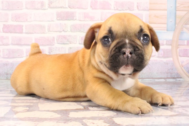 兵庫県のフレンチブルドッグ (Coo&RIKU神戸三宮店/2025年9月29日生まれ/男の子/レッドフォーン)の子犬の2枚目の画像