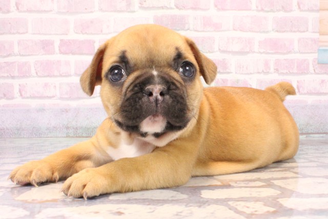 兵庫県のフレンチブルドッグ (Coo&RIKU神戸三宮店/2025年9月29日生まれ/男の子/レッドフォーン)の子犬の3枚目の画像