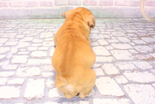 兵庫県のフレンチブルドッグ (Coo&RIKU神戸三宮店/2025年9月29日生まれ/男の子/レッドフォーン)の子犬の4枚目の画像