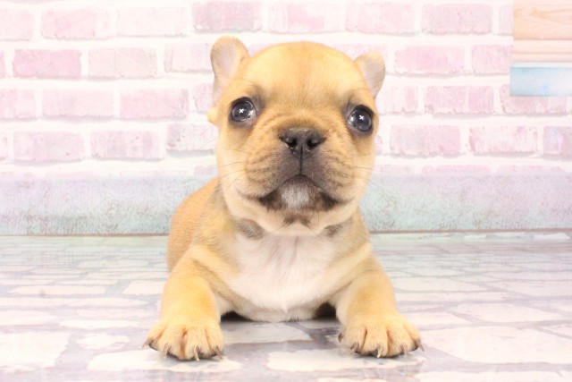 大阪府のフレンチブルドッグ (Coo&RIKU心斎橋店/2025年9月30日生まれ/女の子/レッドフォーン)の子犬の1枚目の画像