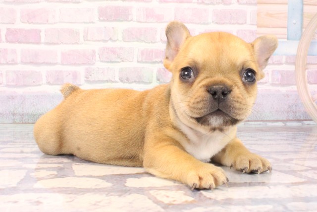 大阪府のフレンチブルドッグ (Coo&RIKU心斎橋店/2025年9月30日生まれ/女の子/レッドフォーン)の子犬の2枚目の画像