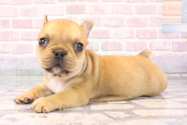 大阪府のフレンチブルドッグ (Coo&RIKU心斎橋店/2025年9月30日生まれ/女の子/レッドフォーン)の子犬の3枚目の画像