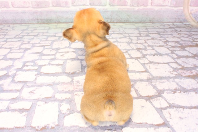 大阪府のフレンチブルドッグ (Coo&RIKU心斎橋店/2025年9月30日生まれ/女の子/レッドフォーン)の子犬の4枚目の画像