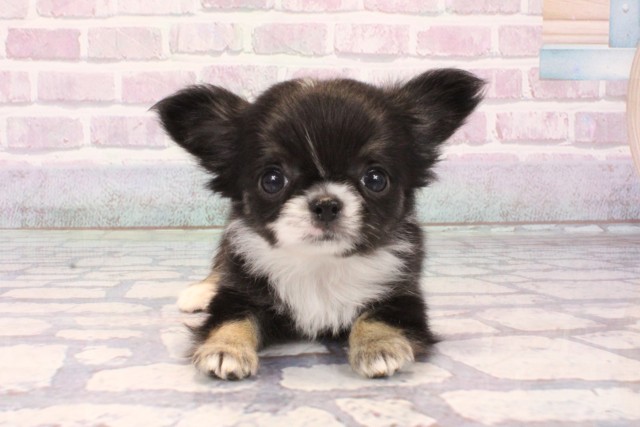 チワワ(ロングコート)