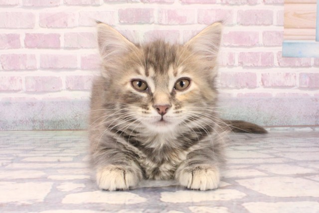 大阪府のメインクーン (Coo&RIKU和泉店/2025年10月11日生まれ/女の子/ブルーパッチドタビー)の子猫の1枚目の画像