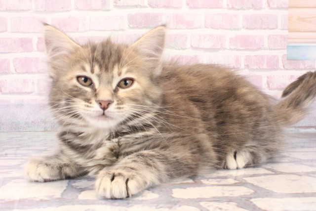 大阪府のメインクーン (Coo&RIKU和泉店/2025年10月11日生まれ/女の子/ブルーパッチドタビー)の子猫の2枚目の画像