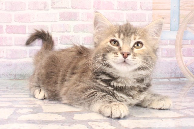 大阪府のメインクーン (Coo&RIKU和泉店/2025年10月11日生まれ/女の子/ブルーパッチドタビー)の子猫の3枚目の画像