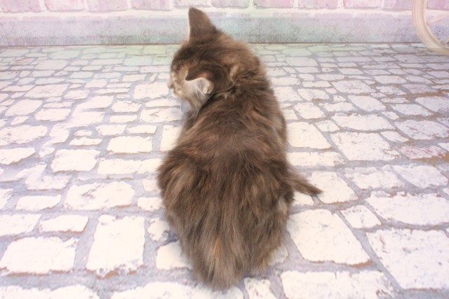 大阪府のメインクーン (Coo&RIKU和泉店/2025年10月11日生まれ/女の子/ブルーパッチドタビー)の子猫の4枚目の画像