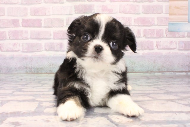 大阪府のチワワ(ロング) (Coo&RIKU枚方店/2025年10月12日生まれ/男の子/ブラックホワイト)の子犬の1枚目の画像