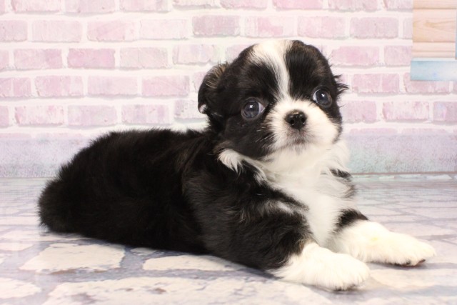 大阪府のチワワ(ロング) (Coo&RIKU枚方店/2025年10月12日生まれ/男の子/ブラックホワイト)の子犬の2枚目の画像