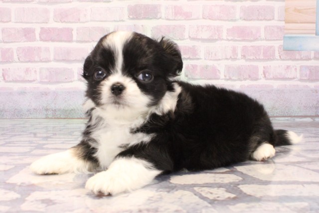 大阪府のチワワ(ロング) (Coo&RIKU枚方店/2025年10月12日生まれ/男の子/ブラックホワイト)の子犬の3枚目の画像