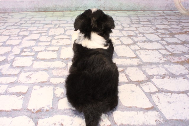 大阪府のチワワ(ロング) (Coo&RIKU枚方店/2025年10月12日生まれ/男の子/ブラックホワイト)の子犬の4枚目の画像