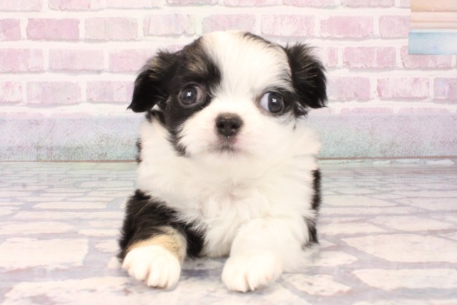 京都府のチワワ(ロング) (Coo&RIKU京都河原町店/2025年10月12日生まれ/男の子/ブラックホワイト)の子犬