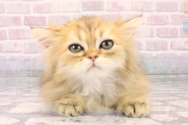 兵庫県のペルシャ (Coo&RIKU丹波店/2025年9月20日生まれ/男の子/チンチラゴールデン)の子猫の1枚目の画像