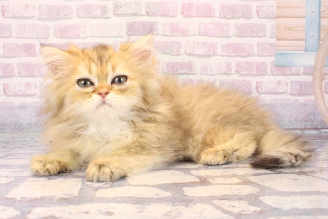 兵庫県のペルシャ (Coo&RIKU丹波店/2025年9月20日生まれ/男の子/チンチラゴールデン)の子猫の3枚目の画像