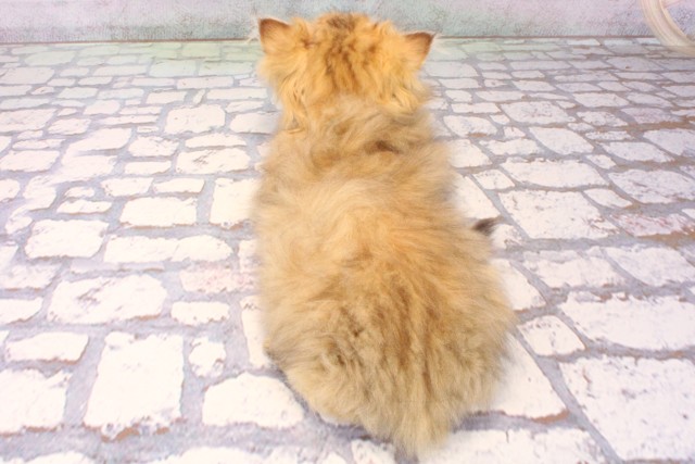 兵庫県のペルシャ (Coo&RIKU丹波店/2025年9月20日生まれ/男の子/チンチラゴールデン)の子猫の4枚目の画像