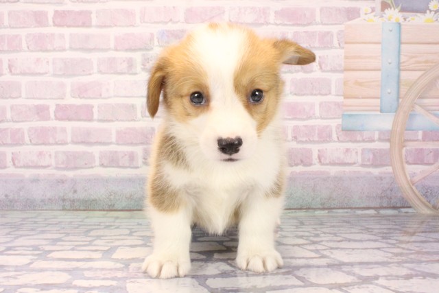 ウェルシュ・コーギー・ペンブローク